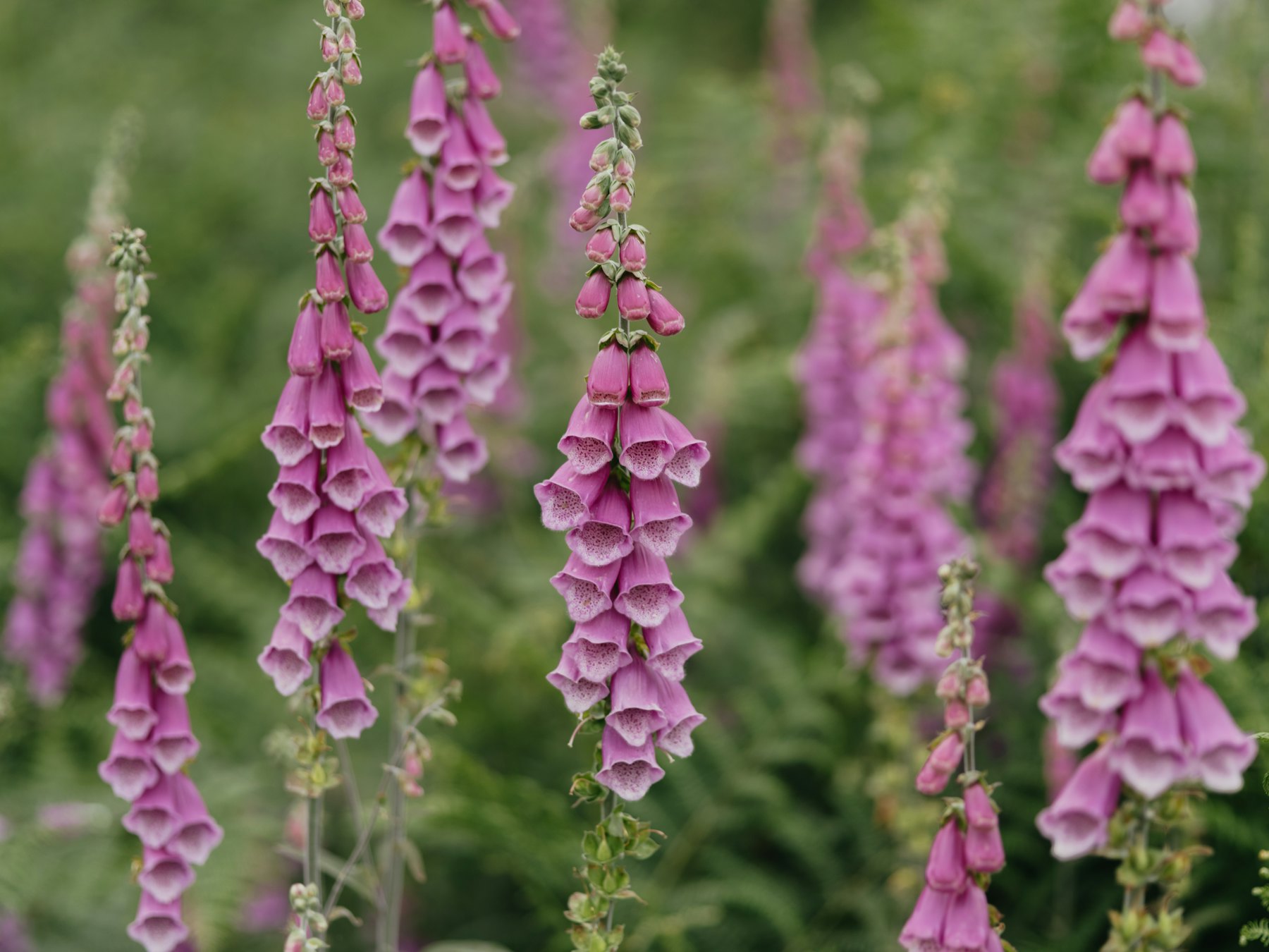 Illustrative photograph, not of Foxglove & Stone's own work
